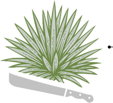 agave1
